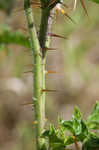 Sticky nightshade